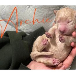 Double Doodle Puppies from Magnolia & Finn Doodles