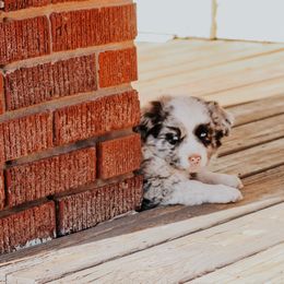 Miniature Australian Shepherds from J&C Aussies