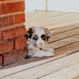 Miniature Australian Shepherds from J&C Aussies