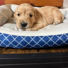 Dark Green - Light golden female Golden Retriever puppy in Lebec, California from Socalretrievers