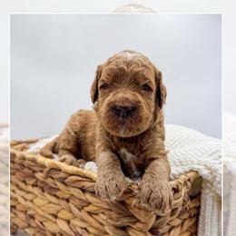 Blue collar boy - Red  male Goldendoodle puppy in Newcastle, Oklahoma from Ritzy Creek Doodles