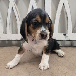 Red - Black red and white male Beagle puppy in Henefer, Utah from Lazy G Kennels