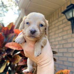 Stella - Cream female Dachshund puppy in Pierson, Florida from Paige’s Mini Dachshunds
