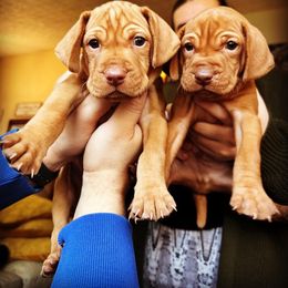 Vizsla Puppies from Elisha Martinez