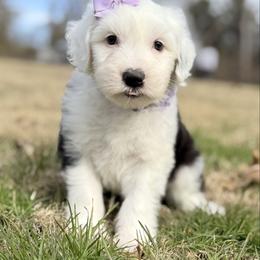 Munchkin - Black and white female Old English Sheepdog puppy in Chattanooga, Tennessee from River City Doodles TN