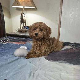 Ali - Red female Cavapoo puppy in Copan, Oklahoma from Lebel Cavapoos