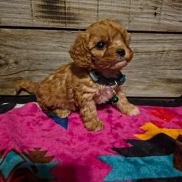 Cherry - Red female Cavapoo puppy in Arkansas from Brew House