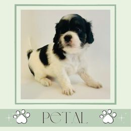 Petal - Black and white female Cavapoo puppy in Oak Island, North Carolina from Double Doodle Aussiedoodle