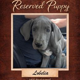 Lobelia - Blue female Great Dane puppy in Citra, Florida from AEW Farm