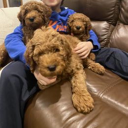 Poodle Puppies from Shamrock’s Poodles