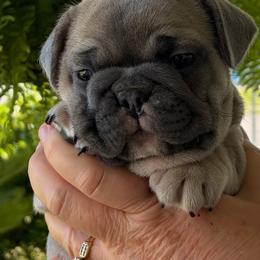 Christian - Blue fawn male French Bulldog puppy in Jacksonville, North Carolina from Southern Comfort French Bulldogs