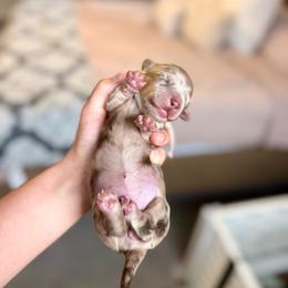 Chocolate and cream dapple girl (darker, bigger) - Dapple female Dachshund puppy in Beaver, Pennsylvania from Meaden’s Mini Dachshunds
