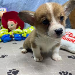 Frank - Red male Pembroke Welsh Corgi puppy in Apison, Tennessee from Ashmore Corgis