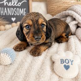 Frank - Chocolate male Dachshund puppy in Vermilion, Ohio from Dueck Dachshunds