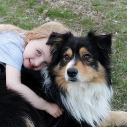 Chip - Australian Shepherd