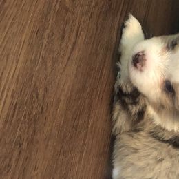 Boy 3 - Toy Australian Shepherd puppy in Corydon, Indiana from Arbuckle’s Lookin Good Aussies (LGA)