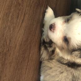 Boy 3 - Toy Australian Shepherd puppy in Corydon, Indiana from Arbuckle’s Lookin Good Aussies (LGA)