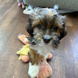 Girl 2 - Red female Havanese puppy in Greeley, Colorado from Just be Havanese