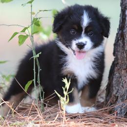 Wendy - Black tri female Miniature American Shepherd puppy in Mineola, Texas from Southern Star Miniature American Shepherds