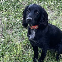 Basset Hounds, Boykin Spaniels, English Cocker Spaniels, and Labrador Retrievers from PARK’s Family Farm