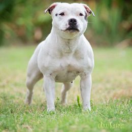 Lacy - Staffordshire Bull Terrier