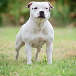 Lacy - Staffordshire Bull Terrier