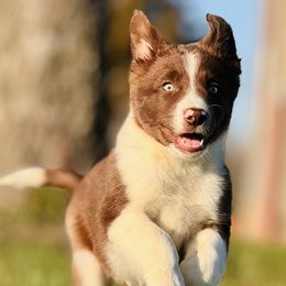 #3 - BOY - Border Collie puppy from MOR. Caliber Border Collies