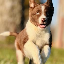 #3 - BOY - Border Collie puppy from MOR. Caliber Border Collies