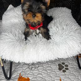 Tiny boy  READY NOW - Black and tan male Yorkshire Terrier puppy in Cornelia, Georgia from Kruz Kennels
