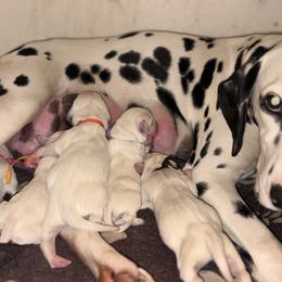 Dalmatian puppies from Exquisite Dalmatians & Standard Poodles