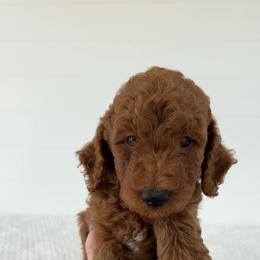 Assorted Doodle Crosses, Goldendoodle, Labradoodle, and Poodle Puppies from Ruff Country Doodles