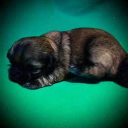 Otis - Gold male Shih Tzu puppy in North Central Oregon, Oregon from T-Amore Shih Tzu
