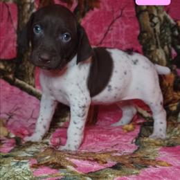Bella - Liver and white female German Shorthaired Pointer puppy in Elberta, Alabama from Old Orchard Farm