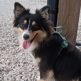 Millie - Miniature Australian Shepherd