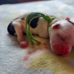 Zoey - Green Collar - Brindle and white female Shih Tzu puppy in Troy, Ohio from Ever After Tails