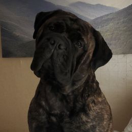 Storm - Bullmastiff