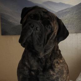 Storm - Bullmastiff