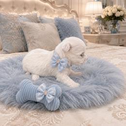 Romeo - White male Maltese puppy in Bryn Mawr, Pennsylvania from Main line furry friends