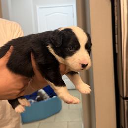 Zeus - Black tri-color male Australian Shepherd puppy in Orlando, Florida from Skaky Shepherds