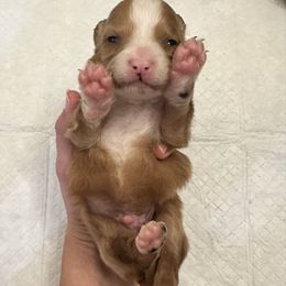 Red and White Bicolor - Red male Bernedoodle puppy in Brooksville, Florida from Kruger Doodles