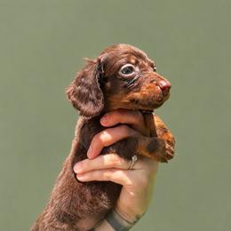 Jasper - Chocolate and tan male Dachshund puppy in Augusta, Georgia from Cherokee Hill Dachshunds