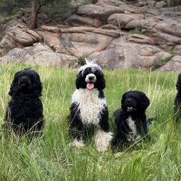 Central Asian Shepherd Dogs and Portuguese Water Dogs from Ascent Central Asian Shepherds & Portuguese Water Dogs