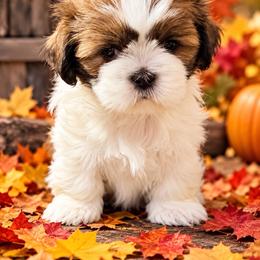 Moses - Gold and white male Shih Tzu puppy in Scottdale, Pennsylvania from Nancy’s Majestic Shih Tzus