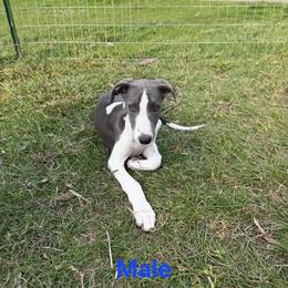 Aspen Male 1 - White and blue male Whippet puppy in Steamboat Rock, Iowa from River Valley Canines