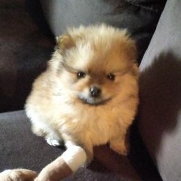 Pomeranians from Puffurbabies-norcal
