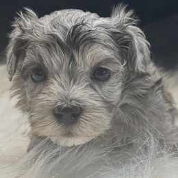 Falcon - Merle male Maltipoo puppy in Lebanon, Kentucky from Mosaic Merle Doodles