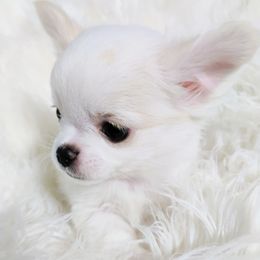 Babe - White male Chihuahua puppy in Wayland, Michigan from MI Chi