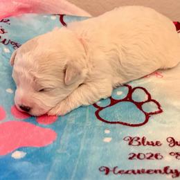 Blue - White and buff female Bichon Frise puppy in Lavon, Texas from Sissy’s Heavenly Paws