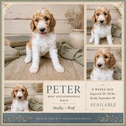 Peter - Apricot male Goldendoodle puppy in Macclenny, Florida from Baker County Goldendoodles