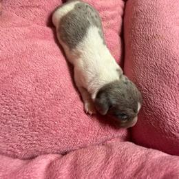 Dolly - Piebald female Dachshund puppy in Birchtree, Missouri from Cruzan Dachshunds